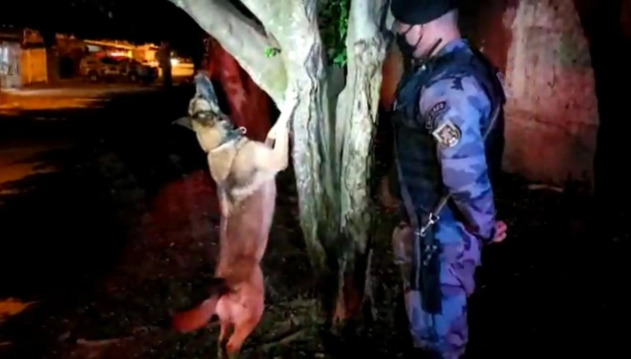Vídeo: cães da PM farejam drogas e descobrem “casa do tráfico” no DF
