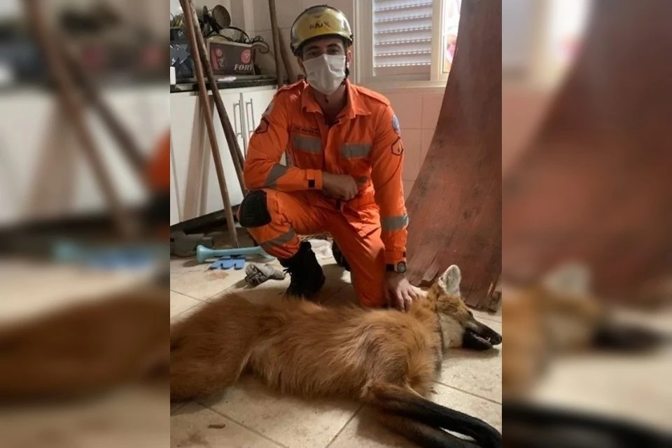 Lobo Guará invade casa em condomínio de luxo em BH e assusta moradores