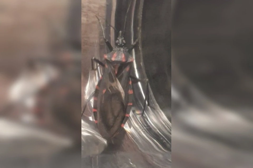 Águas Claras: médica acha em casa inseto transmissor da Doença de Chagas