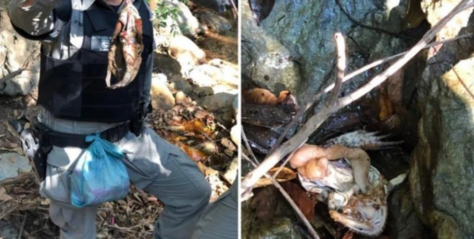 Saiba quais animais o psicopata Lázaro Barbosa abateu e comeu na mata