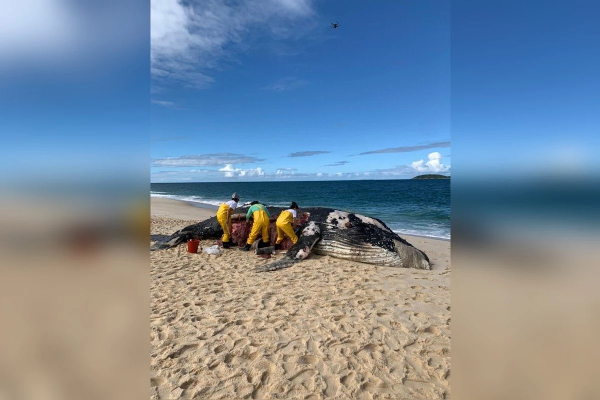 Baleia jubarte é encontrada morta no litoral do Rio