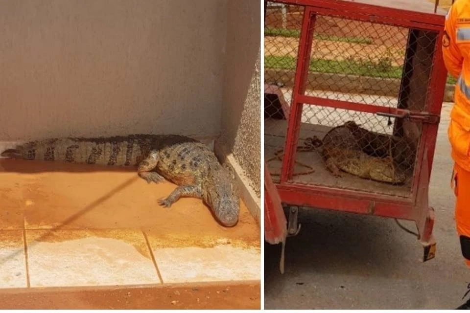 Jacaré surpreende moradores e mobiliza bombeiros em Minas Gerais