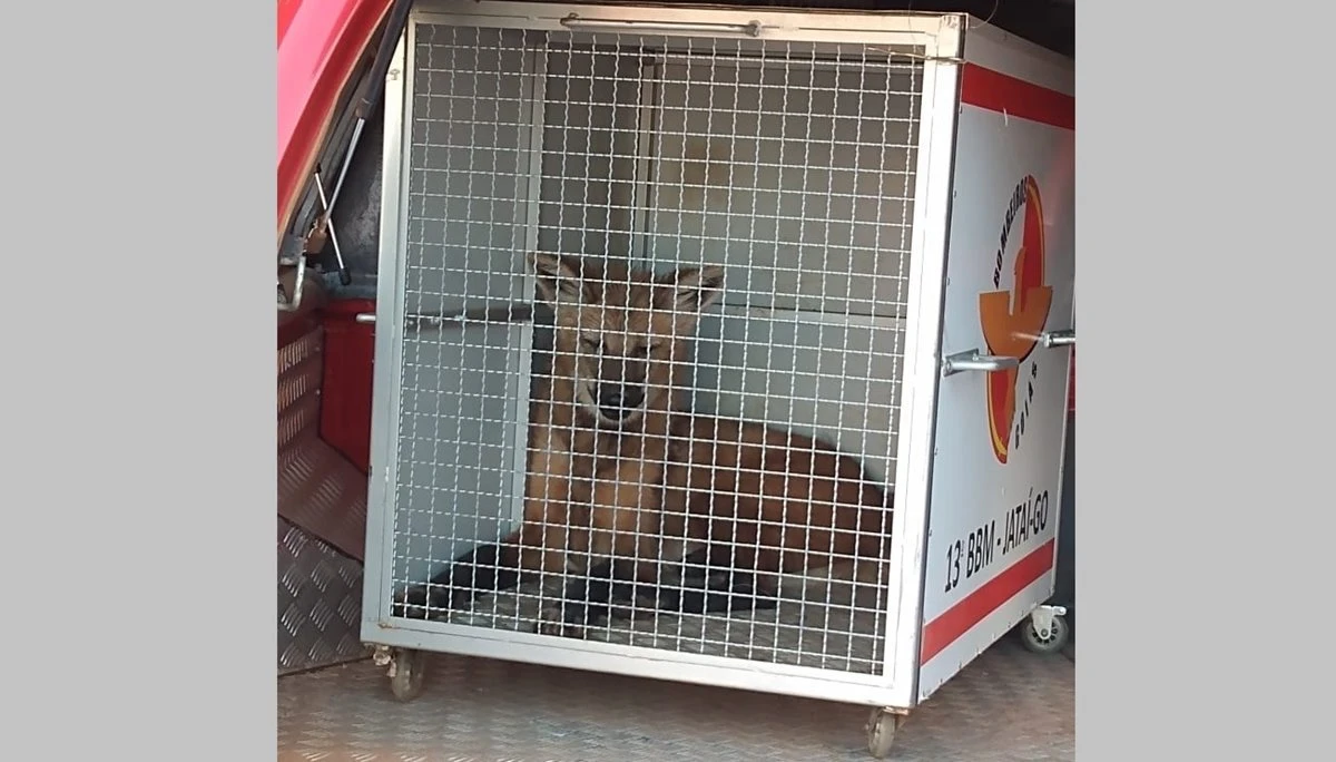 Lobo-guará é capturado dentro de galinheiro em Goiás