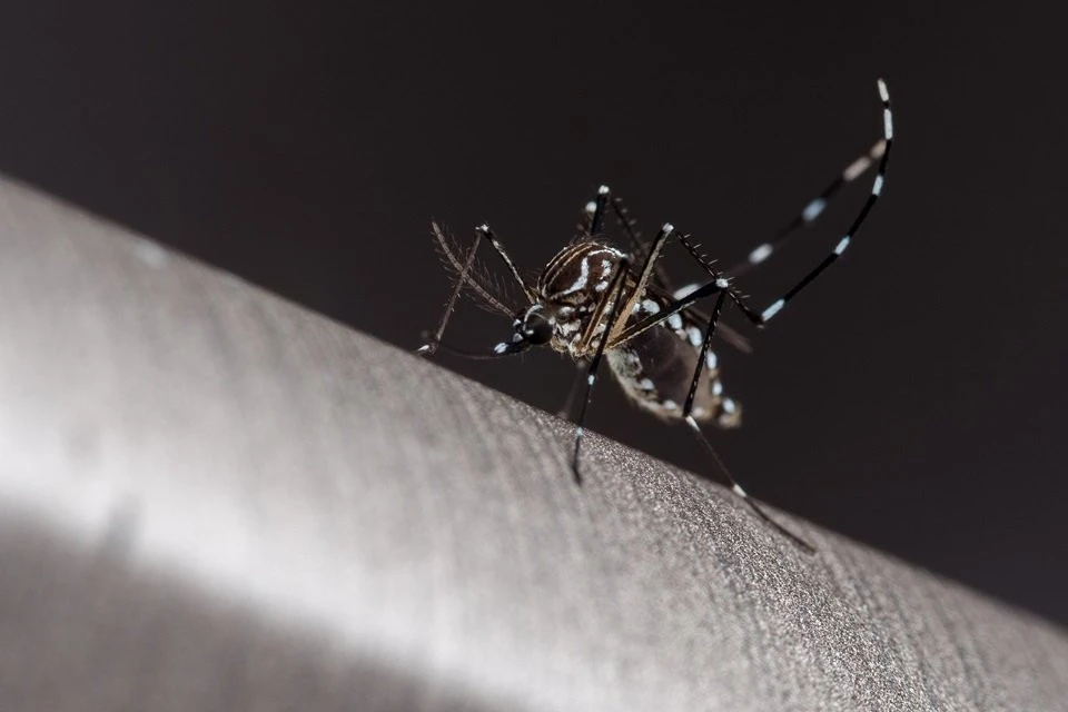 Com 174 novos casos, dengue segue em alta no DF em relação a 2019