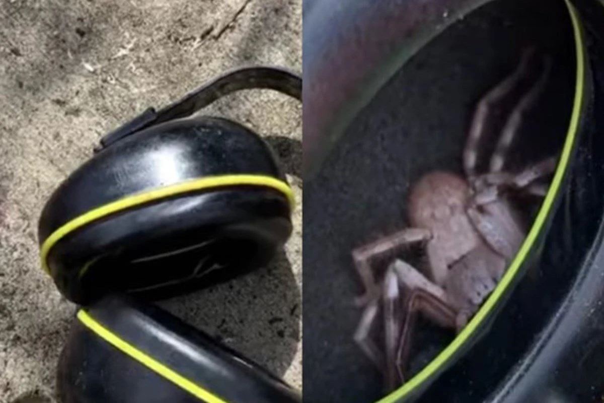Homem sente cócegas na orelha e descobre aranha gigante em fone de ouvido
