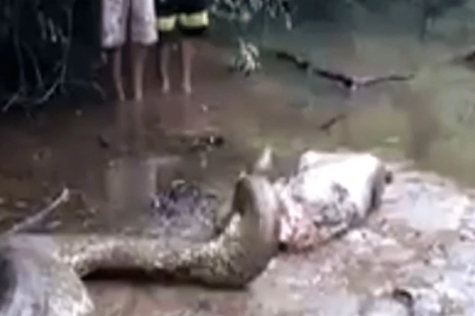 Sucuri importunada vomita sua presa em São Paulo
