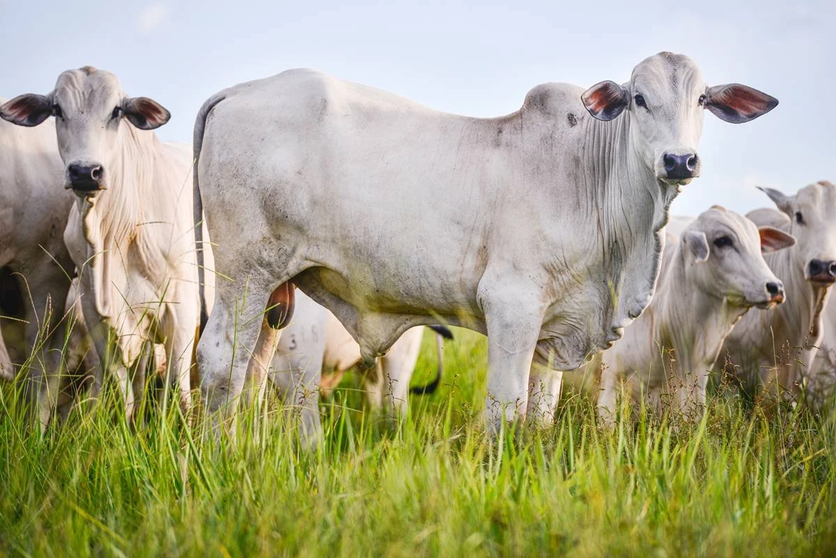 Argentina apresenta medidas para restringir exportação de carne bovina