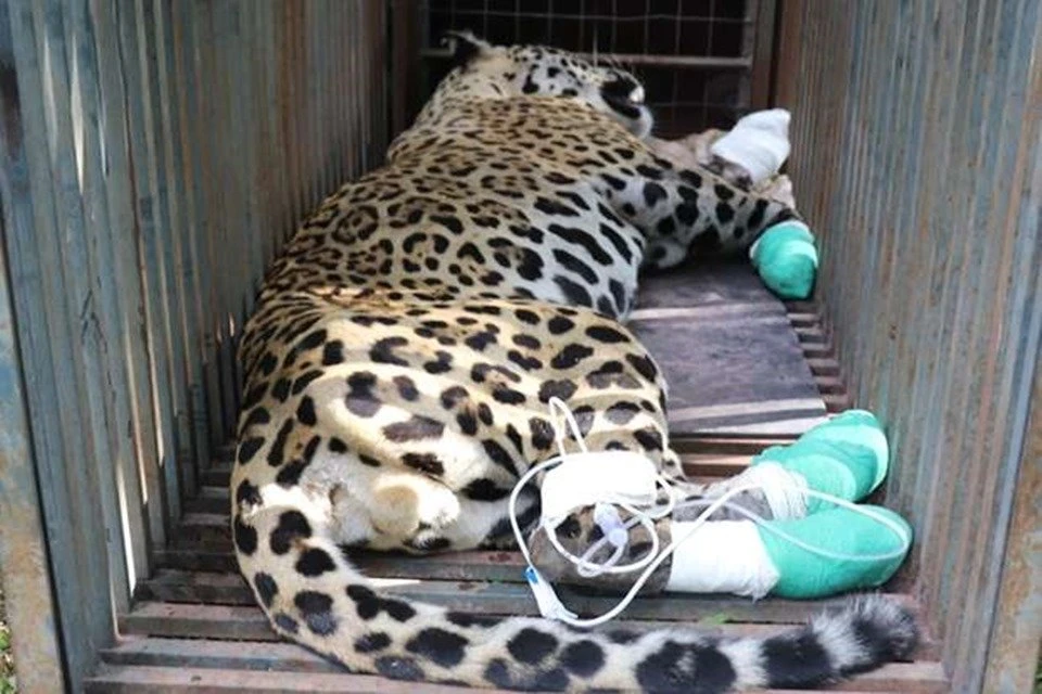 Onça resgatada com patas queimadas no Pantanal morre em Campo Grande