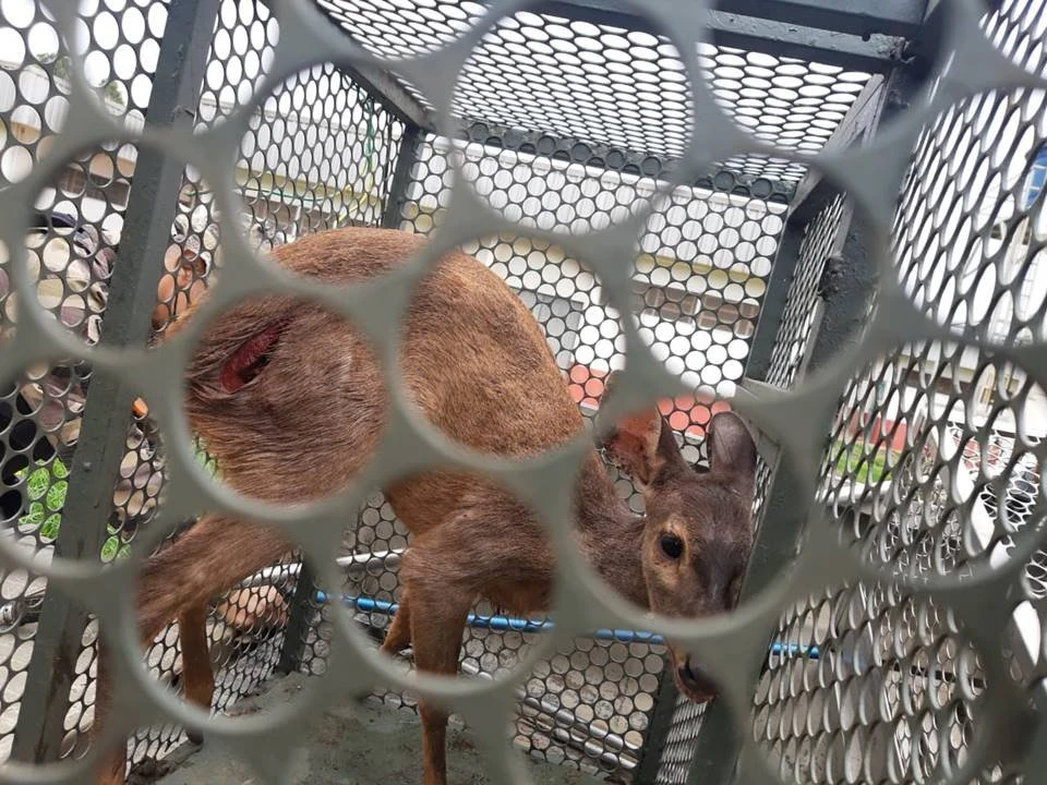 Vídeo. PMDF resgata veado silvestre que foi mordido por cachorro