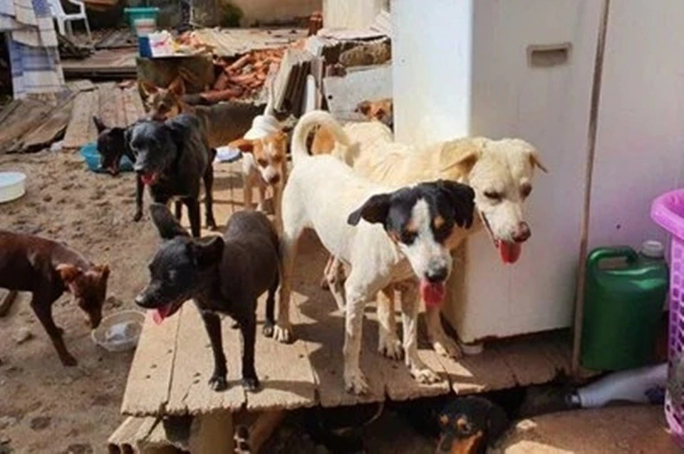 Sem alimento por uma semana, cães devoram corpo da dona no Rio de Janeiro