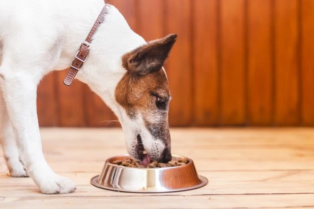 A domesticação dos cães pode ser mais antiga do que se imaginava