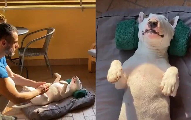 Relax! Vídeo de cachorro recebendo massagem vai melhorar seu dia