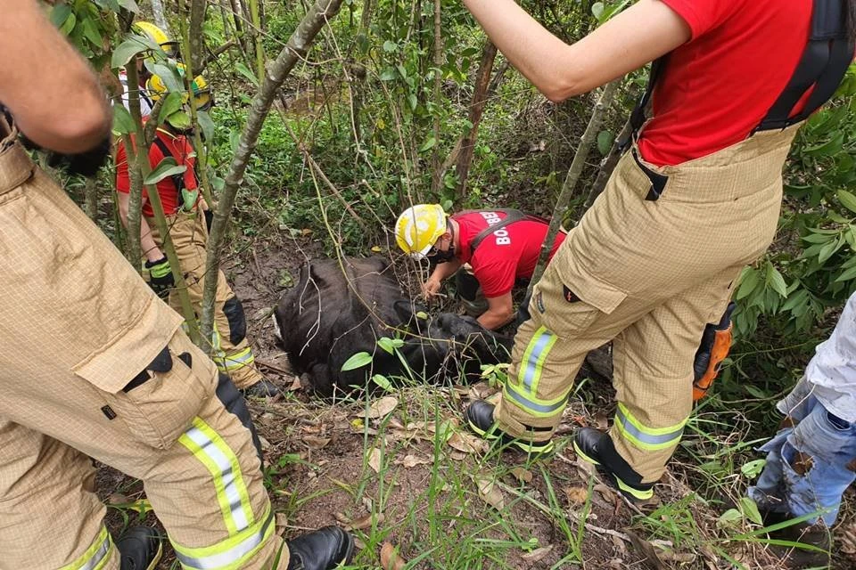 Bombeiros resgatam vaca atolada em lamaçal às margens da BR-070
