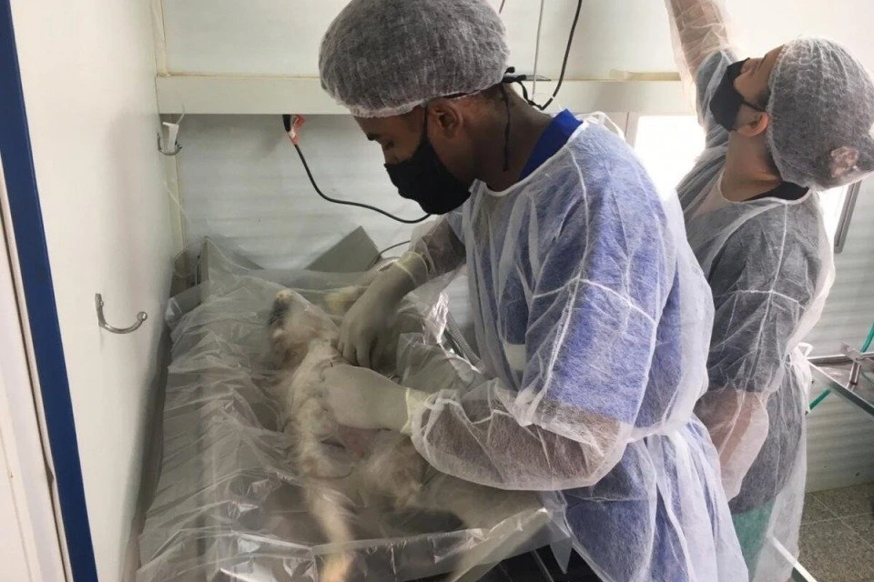 Ibram-DF vai abrir 2,5 mil vagas para castração de cães e gatos