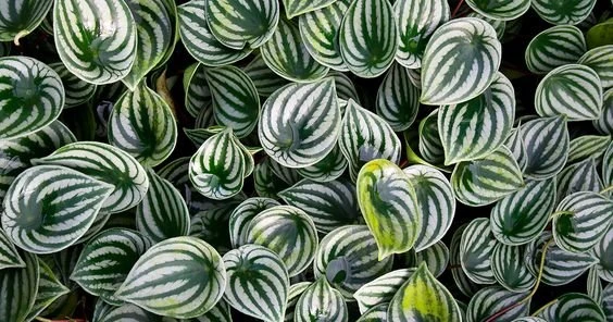 Peperômia melancia: saiba como cuidar da planta que é sucesso no décor