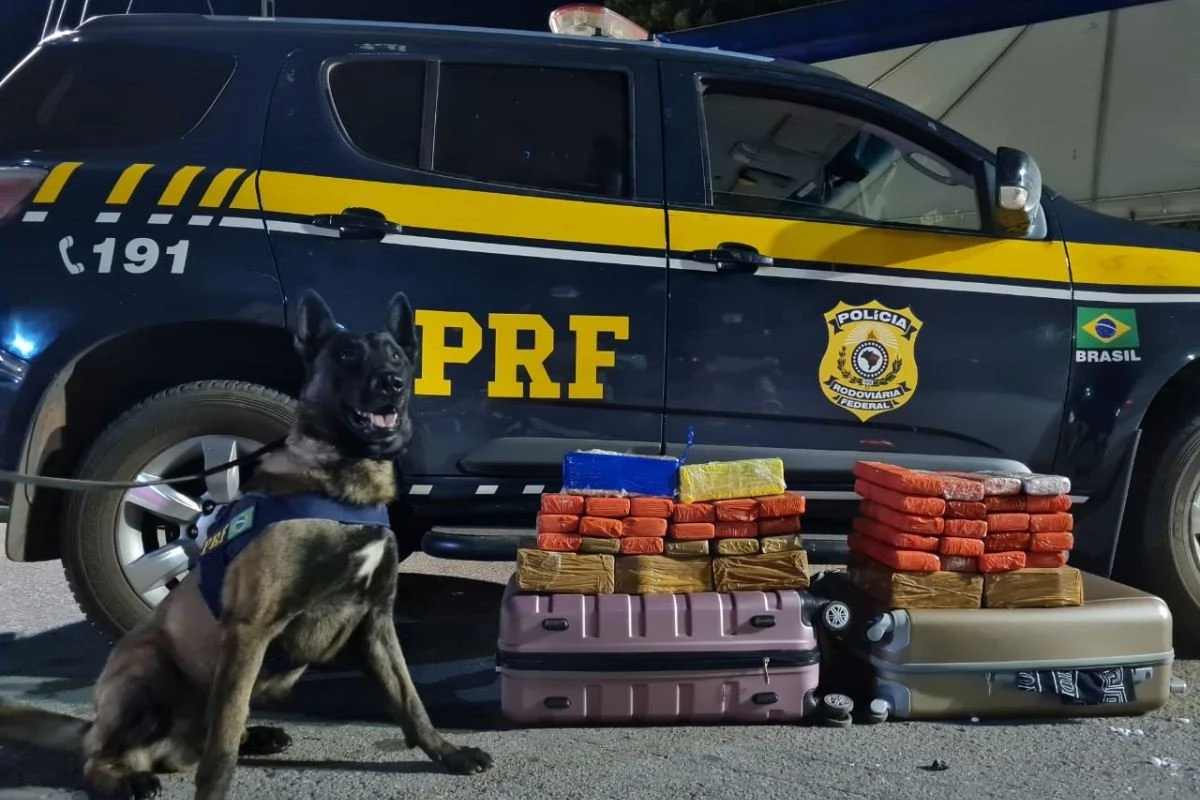 Mulher com 50 kg de maconha na mala é presa em ônibus na BR-040