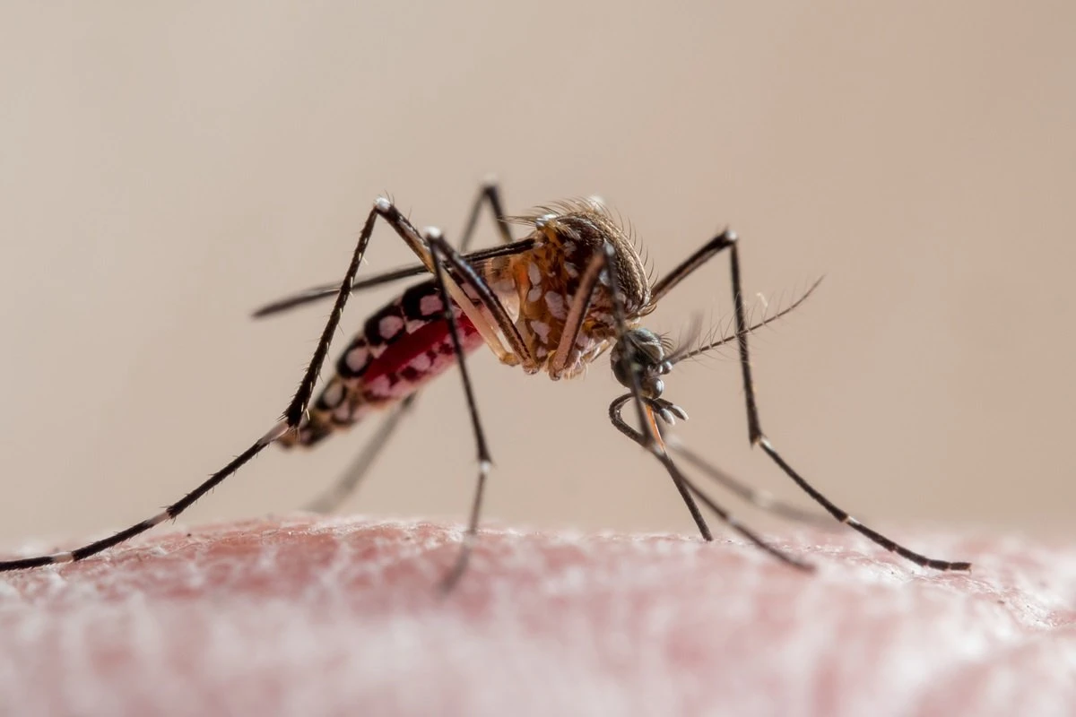 Mosquito CLT? Saiba curiosidades sobre o temido Aedes aegypti