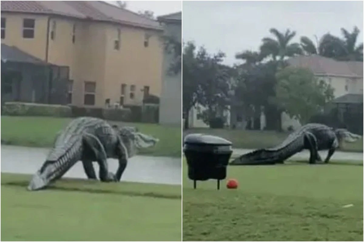Godzilla, é você? Crocodilo gigante é flagrado em campo de golfe na Flórida