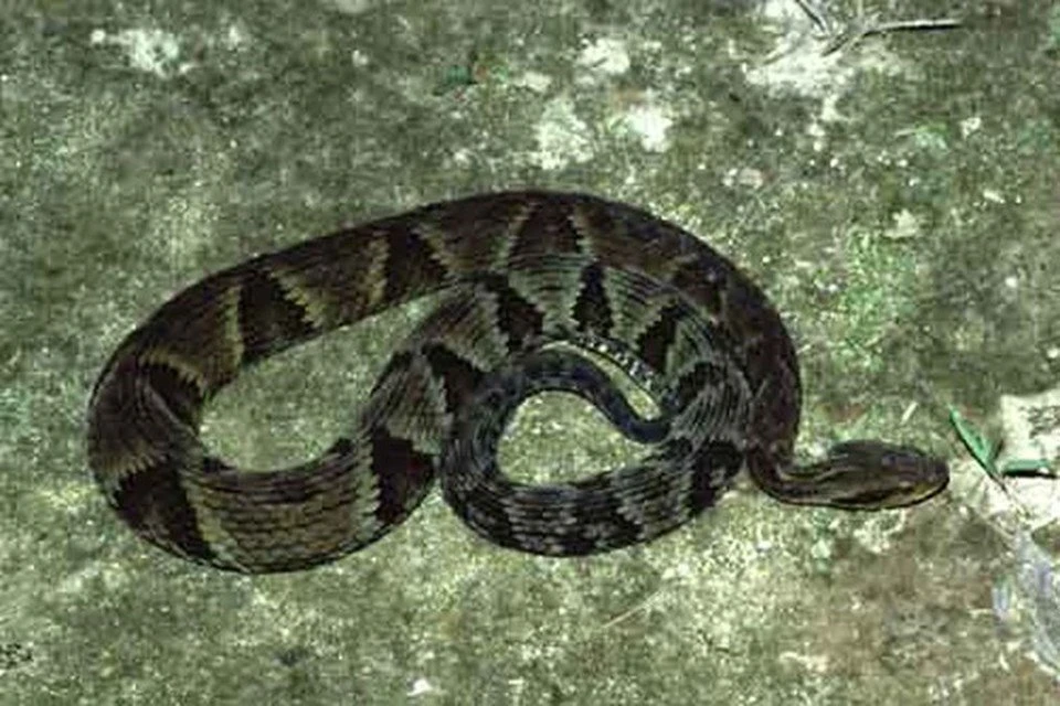 Criança de quatro anos é atacada por cobra no interior da Paraíba