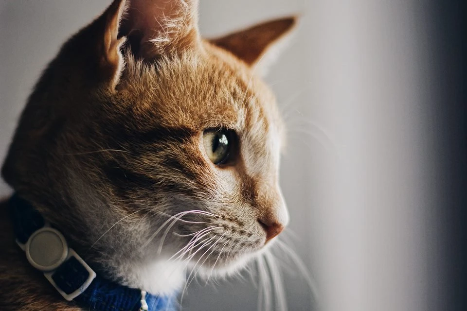 Gata é o primeiro animal a testar positivo para Covid-19 no Brasil