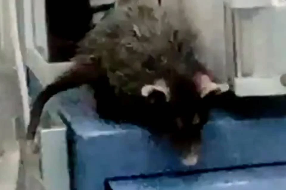 Vídeo: gambá “passeia” em carrinho de anestesia dentro de hospital do Rio