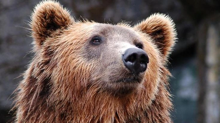 L’Abruzzo, terra degli orsi: per amore dei plantigradi arriva il frutteto in quota