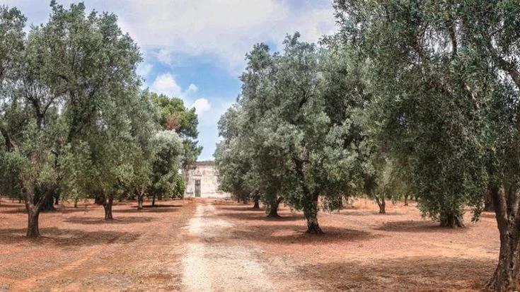 Dalla Xylella alla rinascita: così gli ulivi colpiti dall’epidemia diventano oggetti tech