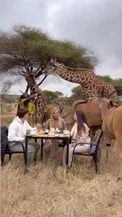 Africa, la colazione di Federica Panicucci tra le giraffe accende la polemica
