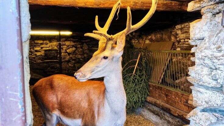 Il cucciolo di cervo tolto alla famiglia Del Zotto: 