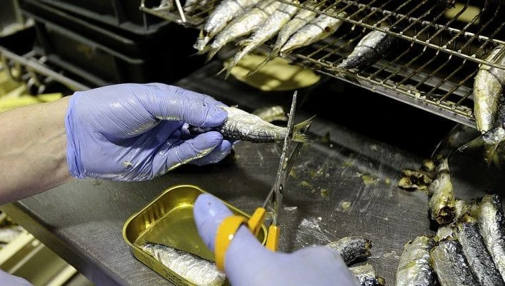 Diabete: i benefici delle sardine