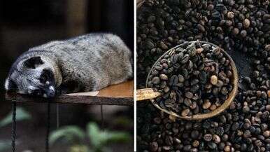 Ecco come nasce il caffè luwak, il più raro e costoso del mondo