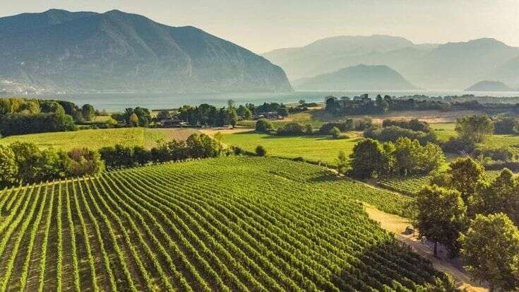 I brindisi delle feste: sulle bollicine l’Italia batte la Francia tre a uno