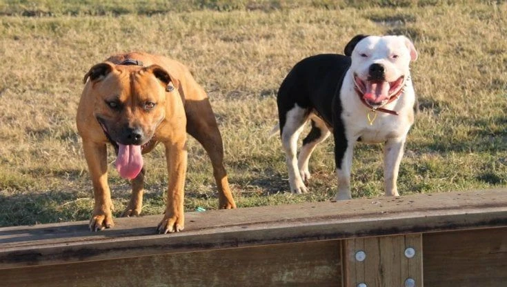 Pitbull ridotti pelle e ossa e chiusi in un box tra gli escrementi: sequestrato l'allevamento di Agrate Brianza