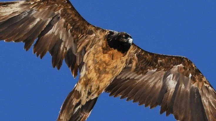 Quattro nuovi gipeti nel Parco dello Stelvio: “Passo importante per la salvaguardia della specie”