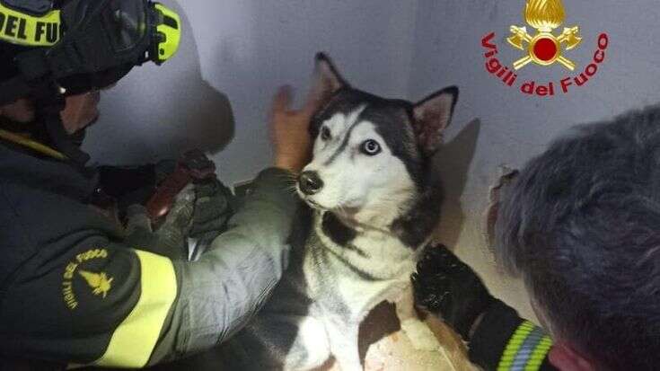 Corsico, l’husky Trishi infila la testa in una grata: i vigili del fuoco la salvano