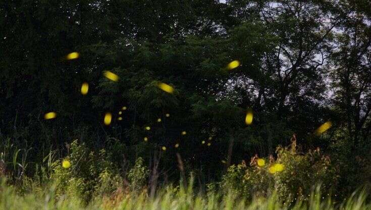 Lucciolate in cascina: ecco dove vedere lo spettacolo di luci tra Milano, Pavia e Lodi