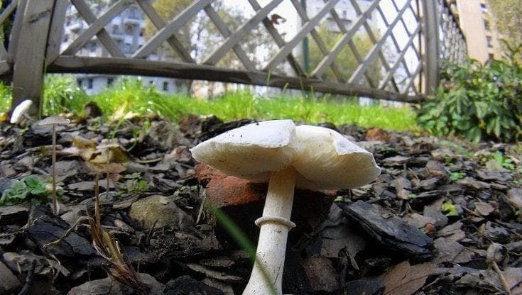 Donna morta per aver mangiato funghi selvatici, ricoverata anche la figlia: caccia al veleno