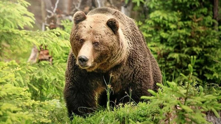 Orsi, la mappa degli avvistamenti in tempo reale ma ripartono polemiche e firme contro Fugatti