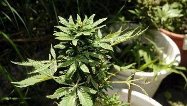 Cannabis terapeutica, storia di una cura 