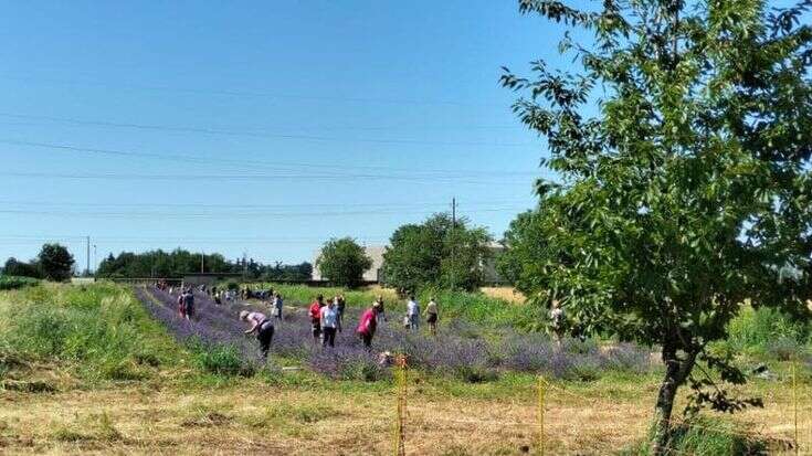 A Usmate Velate come in Provenza: un campo per la raccolta di lavanda aperto a tutti