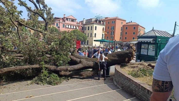 L’albero caduto a Venezia, il Comune: “Era monitorato”. I cittadini: “Morto da anni”