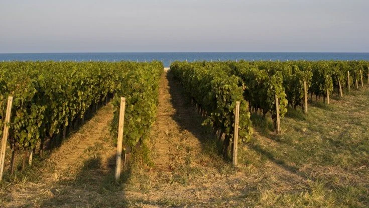 Librandi, il bilancio di sostenibilità fa più ricca la vigna