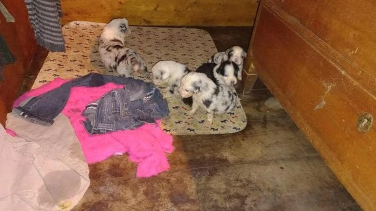 Civenna, decine di cuccioli di Pastore australiano e cavalli di razza in condizioni spaventose