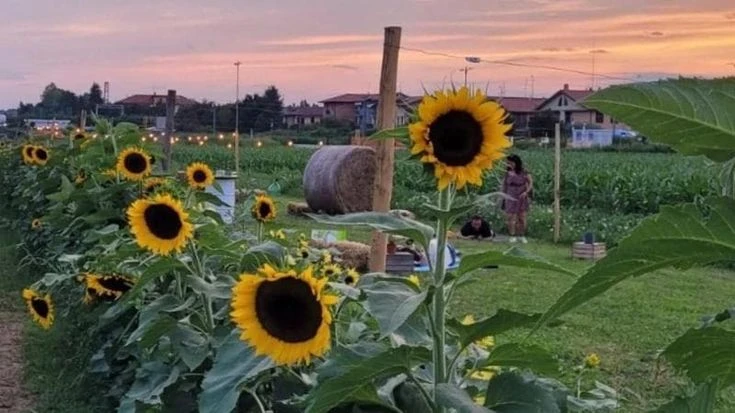 Riaperti i campi di girasoli della Lombardia: 