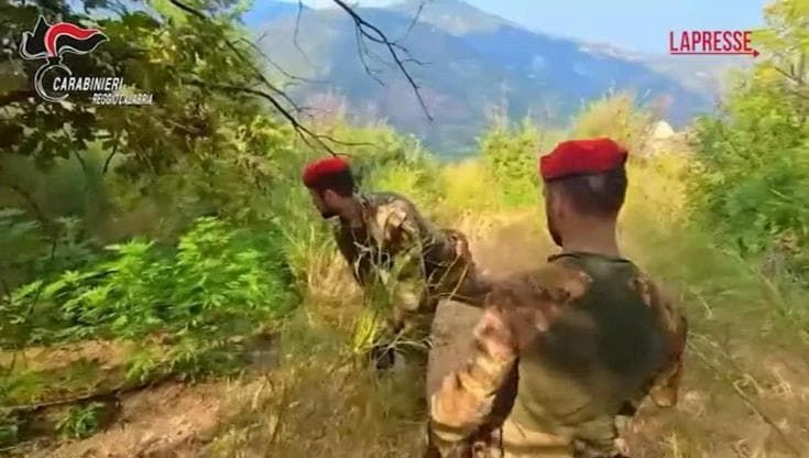 Reggio Calabria, maxi piantagione di marijuana a Caulonia: sequestrate duemila piante