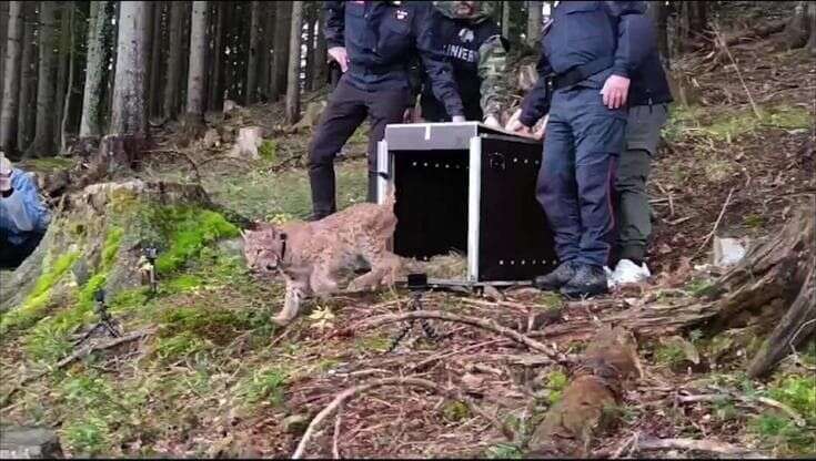 La lince Luna viene rilasciata nella foresta: la sua corsa verso la libertà è uno spettacolo