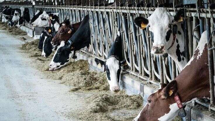 “Il problema sono gli allevamenti intensivi, non la carne sintetica”: Legambiente all’attacco di Regione Lombardia