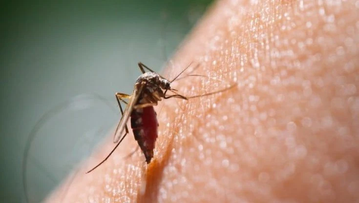 Contro la dengue 