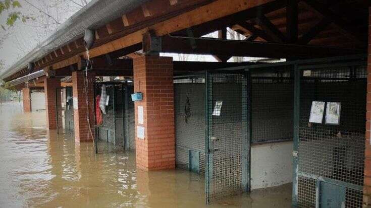 Per l’esondazione del Lambro nel 2014 condanne definitive a funzionari e progettisti: “Argine demolito e ricostruito male”. L’acqua devastò il canile di Milano