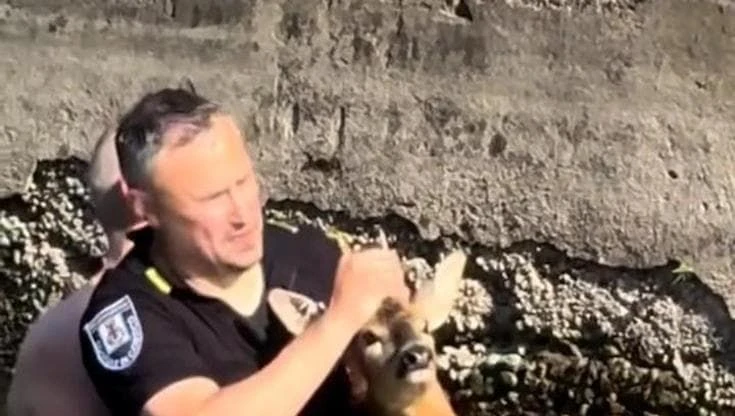 Un cerbiatto nel Naviglio a Corsico: gli agenti si tuffano e lo salvano